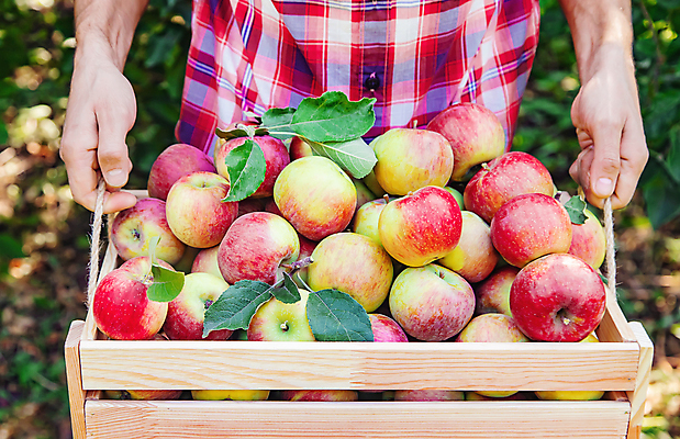 포토 JPG 해외이미지 주간 서양인 남자 잎 자연 한명 들기 상반신 성인 야외 앞모습 아웃포커스 수확 신선 사과 농부 나무상자 과수원 담기 사과농장 성인남자한명만 해외202309 해외포토 자연요소 외국인 식물 직업 1 뷰포인트 농업 과일 모션 촬영기법 사람 상자 농장 생태계 남자한명만 성인남자만 파일형식