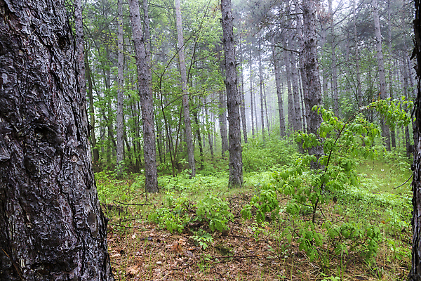 포토 JPG 해외이미지 나무 식물 계절 공원 길 컬러 백그라운드 낙엽 잎 자연 아침 바람 날씨 사람없음 야외 목재 초록색 빛 뷰티 환경 어둠 활발 안개 신선 소나무 숲 신비 장면 아이비 상록수 내추럴 땅바닥 뿌연 그리너리 해외202309 해외포토 주간 자연요소 공공시설 컨셉 재료 바닥 생태계 파일형식 트랜드컬러