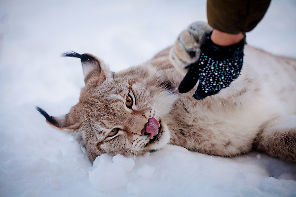 포토 JPG 해외이미지 한마리 손 야생동물 겨울 포유류 신체부위 눕기 설원 손잡기 눈 메롱 스라소니 눈덮임 해외202309 해외포토 자연요소 동물 1 계절 컨셉 모션 날씨 눈_날씨 사람 파일형식
