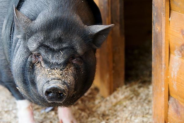 포토 JPG 해외이미지 동물 응시 분홍색 농업 포유류 자연 돼지고기 한명 야외 반려동물 뷰티 농장 머리 검은색 가축 흰색 표현 돼지 소 달콤 작음 큼 무서움 코 베트남 주둥이 멧돼지 내추럴 미안 해외202309 해외포토 1 시선 감정 산업 컬러 육류 사람 신체부위 동남아시아 맛 사죄 크기 생태계 파일형식
