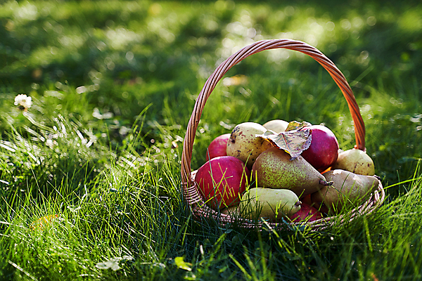 포토 JPG 해외이미지 계절 음식 백그라운드 잎 농업 과일 자연 건강 사람없음 빨간색 초록색 햇빛 태양 농장 소풍 노란색 바구니 정원 낭만 수확 성장 시골 신선 클로버 사과 과수원 유기농 원예 주말 내추럴 밭일 숙성 이상 카피스페이스 맛있는 해외202309 해외포토 자연요소 식물 웰빙 산업 컬러 컨셉 취미 야외활동 공백 생태계 파일형식