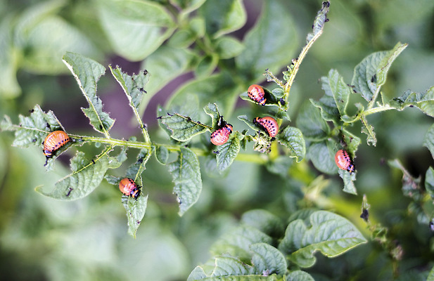 포토 JPG 해외이미지 식물 동물 계절 야생동물 곤충 백그라운드 잎 밭 농업 채소 자연 감자 사람없음 야외 초록색 농작물 농장 정원 줄무늬 손상 수확 해충 벌레 먹기 딱정벌레 원예 애벌레 문제 기생충 콜로라도 해외202309 해외포토 산업 컬러 컨셉 무늬 모션 취미 미국 바이러스 생태계 파일형식