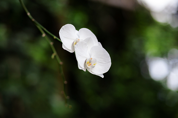 포토 JPG 해외이미지 식물 꽃잎 꽃 줄기 분홍색 꽃다발 백그라운드 컨셉 꽃무늬 자연 선물 사람없음 야외 장식 초록색 컬러풀 뷰티 노란색 정원 봄 성장 벚꽃 흰색 나뭇가지 신선 개화 난초 우아함 호접란 내추럴 고립 이국적 카피스페이스 해외202309 해외포토 나무 계절 컬러 무늬 공백 생태계 파일형식