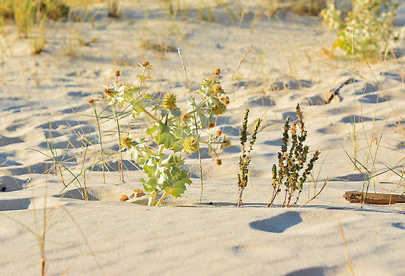 포토 JPG 해외이미지 식물 모래 바다 여행 곤충 자연 하늘 휴가 선인장 사람없음 초록색 여름 파란색 컬러풀 뷰티 우주 사막 나뭇가지 바늘 가시 작음 질감 날카로움 철조망 반대 대서양 내추럴 터키석 비어있는 해외202309 해외포토 나무 동물 계절 컬러 도구 크기 보석 생태계 파일형식