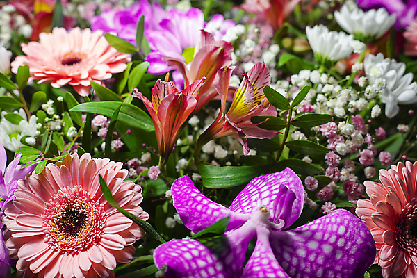 포토 JPG 해외이미지 디자인 꽃잎 꽃 분홍색 컬러 꽃다발 백그라운드 꽃무늬 오렌지 국화 발렌타인데이 사람없음 빨간색 여름 컬러풀 장미 노란색 보라색 봄 활발 벚꽃 흰색 신선 개화 난초 혼합 백합 다발 달리아 제비꽃 데이지 거베라 섞기 작약 캐모마일 프리뮬러 어머니의날 해외202309 해외포토 식물 계절 기념일 컨셉 무늬 과일 데이이벤트 허브 미국문화 파일형식