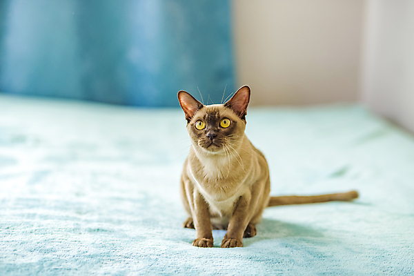 포토 JPG 해외이미지 앉기 사람없음 파란색 귀여움 고양이 커튼 해외202309 해외포토 컬러 컨셉 포유류 모션 반려동물 파일형식