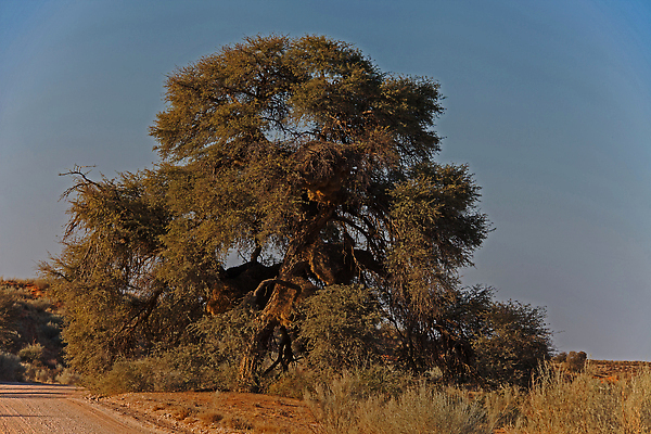 포토 JPG 해외이미지 나무 식물 공원 도로 지구 모래 여행 아프리카 자연 하늘 건조 사람없음 야외 빨간색 파란색 관광지 모래사장 햇빛 환경 사막 황무지 둥지 보호 사파리 가뭄 내추럴 아카시아 남아프리카 전국 해외202309 해외포토 공공시설 나라 길 바다 컬러 컨셉 교통시설 날씨 태양 생태계 파일형식
