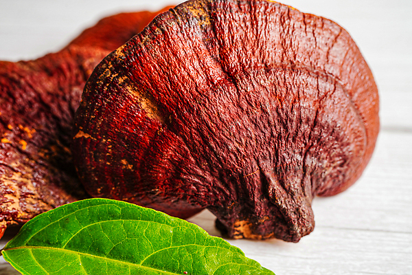 포토 JPG 해외이미지 잎 건강 사람없음 약초 영지버섯 해외202309 해외포토 식물 버섯 풀_식물 파일형식