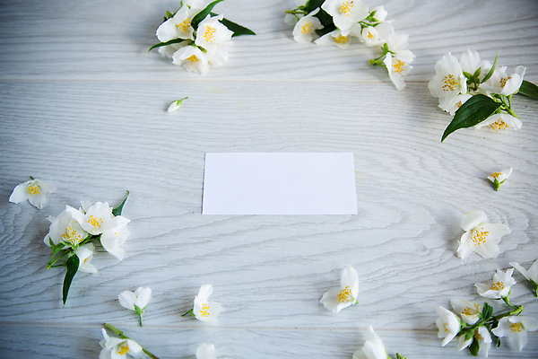 포토 JPG 해외이미지 식물 디자인 꽃잎 꽃 결혼 백그라운드 꽃무늬 텍스트 자연 벽지 휴가 프레임 사람없음 목재 장식 뷰티 약 우주 정원 스파 봄 낭만 수확 벚꽃 흰색 축하 개화 메시지 모서리 우아함 다발 배열 향수 질감 각도 아로마 취급주의 어머니의날 국경 비어있는 해외202309 해외포토 나무 계절 기념일 컬러 컨셉 무늬 농업 재료 의학 경고 이벤트 화장품 생태계 미국문화 파일형식