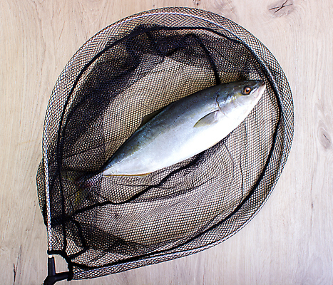 포토 JPG 해외이미지 동물 손 선 바다 백그라운드 자연 하늘 낚시 휴가 어류 취미 사람없음 뷰티 마을 금속 기쁨 튀김 게임 흰색 신선 잡기 그물 시장 큼 참치 먹기 낚시꾼 봉 기어 망사 소금물 해외202309 해외포토 감정 음식 컬러 모션 재질 놀이 레저 신체부위 수중동물 직물 크기 생태계 파일형식