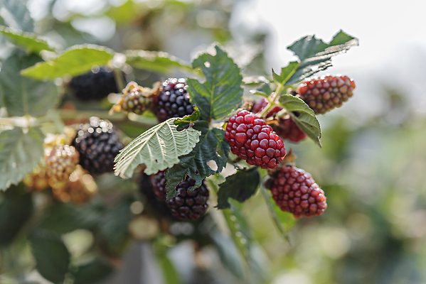 포토 JPG 해외이미지 나무 식물 계절 열매 꽃 음식 백그라운드 잎 농업 과일 자연 건강 사람없음 야외 빨간색 초록색 여름 뷰티 농장 정원 보라색 검은색 봄 수확 성장 가을 나뭇가지 신선 그룹 달콤 맛 숲 다발 유기농 원예 비타민 블랙베리 내추럴 해외202309 해외포토 웰빙 산업 컬러 컨셉 취미 생태계 영양소 파일형식