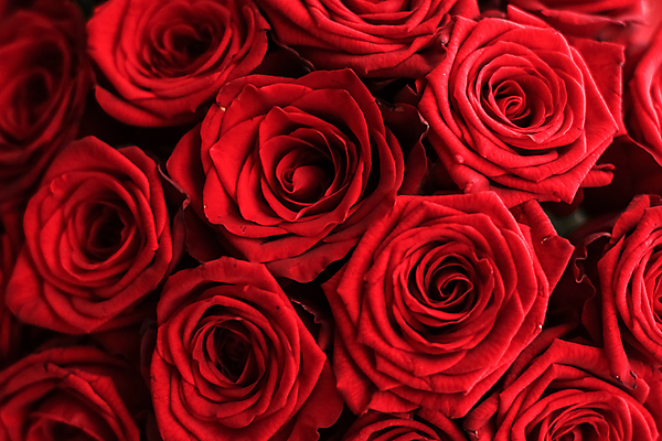 포토 JPG 해외이미지 꽃다발 근접촬영 사람없음 빨간색 장미 로맨틱 해외202309 해외포토 꽃 뷰포인트 컬러 컨셉 파일형식