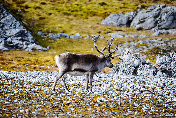 포토 JPG 해외이미지 동물 야생동물 여행 백그라운드 겨울 포유류 자연 사슴 뿔 노르웨이 핀란드 사람없음 야외 파란색 흰색 북극 북쪽 알래스카 내추럴 그린란드 순록 스칸디나비아 해외202309 해외포토 계절 유럽 컬러 섬 북유럽 덴마크 미국 극지방 방향 생태계 파일형식