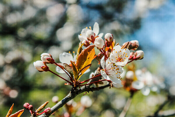 포토 JPG 해외이미지 나무 식물 디자인 계절 꽃잎 꽃 분홍색 백그라운드 꽃무늬 자연 하늘 날씨 휴가 건강 미술 사람없음 야외 태양 뷰티 정원 일본 맑음 봄 벚꽃 나뭇가지 신선 개화 체리 과수원 원예 보케 장면 아몬드 내추럴 살구 해외202309 해외포토 자연요소 아시아 컬러 무늬 농업 과일 문화예술 취미 견과류 생태계 파일형식