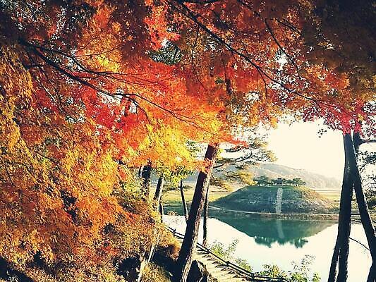 포토 JPG 해외이미지 나무 식물 낙엽 잎 자연 하늘 사람없음 물 파란색 반사 나뭇가지 그림 해외202309 해외포토 자연요소 컬러 생태계 파일형식