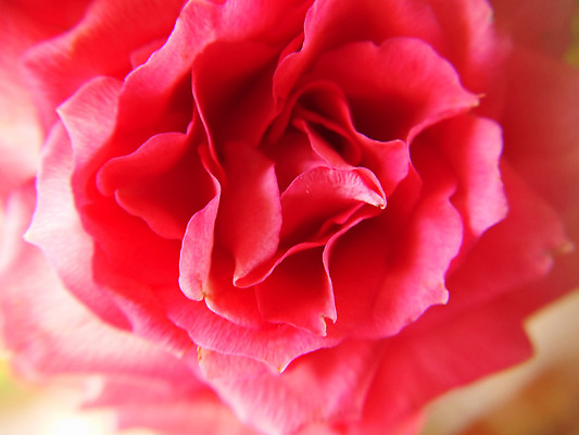 포토 JPG 해외이미지 식물 1 꽃잎 꽃 파도 분홍색 컬러 백그라운드 패턴 자연 사람없음 여름 뷰티 장미 머리 줄무늬 개화 질감 내추럴 구성 접기 해외202309 해외포토 계절 바다 무늬 모션 신체부위 생태계 파일형식