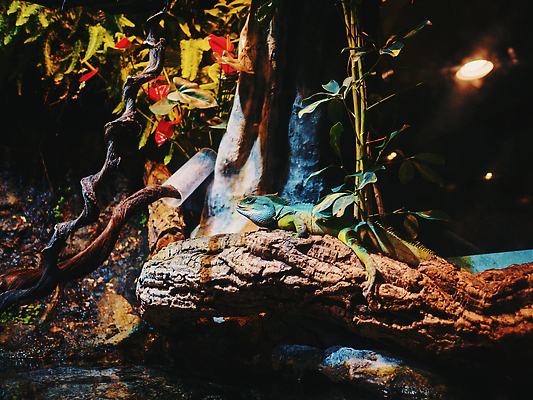 포토 JPG 해외이미지 동물 척추동물 응시 공원 얼굴 야생동물 컬러 백그라운드 손가락 파충류 자연 생물 동물원 성인 사람없음 목재 초록색 반려동물 컬러풀 뷰티 갈색 머리 봄 활발 흰색 나뭇가지 용 큼 사파리 피부 도마뱀 브런치 육식동물 이구아나 스파이크 동물상 몬스터 이국적 해외202309 해외포토 나무 손 시선 계절 공공시설 컨셉 재료 사람 신체부위 조형물 식사 크기 생태계 파일형식