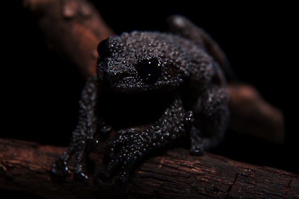 포토 JPG 해외이미지 동물 척추동물 응시 과학 백그라운드 패턴 파충류 실내 개구리 양서류 사람없음 우주 검은색 수중 어둠 회색 작음 열대우림 슛 멸종 길이 기어가기 고립 숨기 이국적 테마 못생김 차단 해외202309 해외포토 시선 컬러 무늬 모션 내부 숲 크기 파일형식