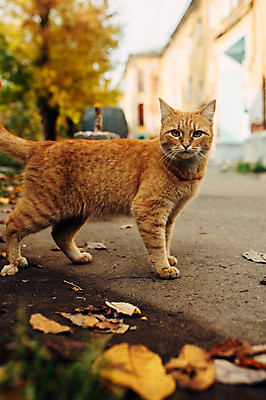 포토 JPG 해외이미지 동물 계절 공원 행복 얼굴 야생동물 백그라운드 단풍 잎 오렌지 포유류 자연 휴식 거리 털 앉기 사람없음 야외 목재 빨간색 초록색 반려동물 햇빛 뷰티 노란색 정원 고양이 황금 솜털 10월 내추럴 노숙자 기르기 해외202309 해외포토 나무 식물 공공시설 감정 컬러 컨셉 과일 재료 모션 신체부위 태양 날짜 생태계 돌봄 파일형식