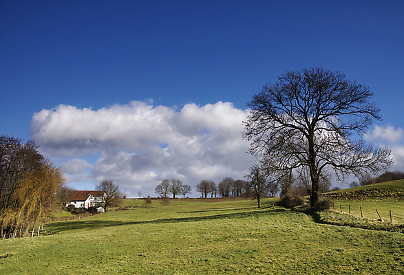 포토 JPG 해외이미지 나무 구름 밭 자연 날씨 풍경 사람없음 야외 빛 시골 저녁 버드나무 언덕 네덜란드 해외202309 해외포토 자연요소 식물 유럽 농업 야간 생태계 파일형식