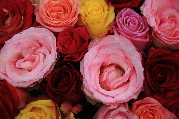 포토 JPG 해외이미지 분홍색 백그라운드 사람없음 장미 혼합 해외202309 해외포토 꽃 컬러 파일형식