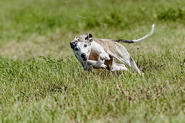 포토 JPG 해외이미지 동물 공원 행복 스포츠 셔츠 밭 포유류 모션 자연 놀이 건강 사람없음 야외 초록색 달리기 햇빛 뷰티 우주 정원 맑음 점프 검은색 경쟁 에너지 레이싱 잡기 개 유혹 강의 테리어 속도 호기심 사냥 사냥개 섬광 순간 순혈 해외202309 해외포토 공공시설 감정 컬러 컨셉 상의 농업 날씨 시합 태양 생태계 파일형식