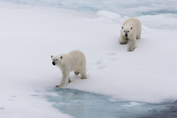 포토 JPG 해외이미지 야생동물 두마리 겨울 사람없음 걷기 추위 흰색 눈 발자국 북극 북극곰 빙하 해외202309 해외포토 자연요소 동물 계절 컬러 2 곰 자국 모션 날씨 극지방 파일형식