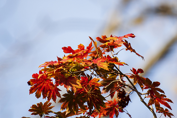 포토 JPG 해외이미지 나무 식물 계절 공원 컬러 단풍 잎 오렌지 자연 사람없음 야외 빨간색 초록색 컬러풀 햇빛 노란색 나뭇가지 숲 10월 해외202309 해외포토 공공시설 과일 태양 날짜 생태계 파일형식