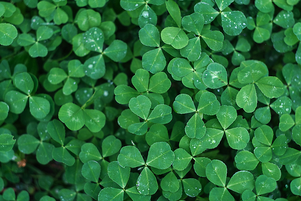 포토 JPG 해외이미지 식물 전통 디자인 컬러 백그라운드 잎 꽃무늬 패턴 밭 자연 경사 사람없음 장식 초록색 여름 뷰티 환경 봄 물방울 신선 4 행운 클로버 토끼풀 이슬 질감 아일랜드 내추럴 해외202309 해외포토 계절 꽃 유럽 컨셉 무늬 농업 숫자 생태계 파일형식