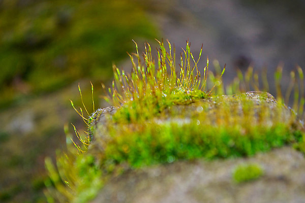 포토 JPG 해외이미지 나무 백그라운드 자연 이끼 사람없음 초록색 노란색 숟가락 회색 나뭇가지 점 떨어짐 숲 묘사 질감 나무껍질 암초 자작나무 거짓말 옛날 진짜 해외202309 해외포토 식물 컬러 컨셉 수저 껍질 생태계 파일형식