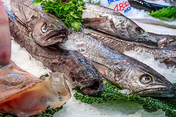 포토 JPG 해외이미지 동물 음식 바다 백그라운드 다이어트 재료 자연 낚시 건강 육류 어류 요리 사람없음 판매 세일 얼음 식사 회색 신선 스페인 시장 은색 지중해 먹기 해산물 날것 도미 고등어 어장 바르셀로나 단백질 생식 소금물 많음 맛있는 해외202309 해외포토 자연요소 유럽 컬러 컨셉 식재료 모션 레저 수중동물 생태계 영양소 파일형식
