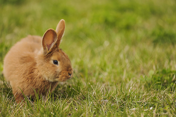 포토 JPG 해외이미지 동물 잡화 계절 행복 종교 백그라운드 채소 오렌지 자연 휴가 부활절 털 건강 잔디 사람없음 장식 초록색 반려동물 뷰티 농장 갈색 바구니 환경 맑음 봄 활발 아기 토끼 신선 잡기 황무지 작음 자연백그라운드 귀 부드러움 내추럴 해외202309 해외포토 식물 기념일 감정 컬러 컨셉 농업 과일 포유류 모션 날씨 사람 신체부위 감각 크기 생태계 파일형식