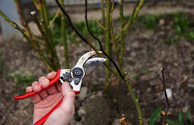포토 JPG 해외이미지 나무 식물 손 계절 꽃 백그라운드 잎 겨울 농업 자연 노동자 사람 취미 사람없음 야외 초록색 장미 정원 봄 장비 성장 나뭇가지 공구 잡기 업무 농부 자르기 관목 원예 손질 내추럴 다듬기 돌봄 밭일 원예사 해외202309 해외포토 직업 산업 컬러 모션 신체부위 도구 작업 생태계 파일형식