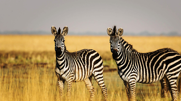 포토 JPG 해외이미지 동물 야생동물 여행 사람없음 여행객 해외202309 해외포토 사람 파일형식