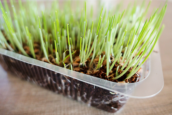 포토 JPG 해외이미지 식물 동물 응시 백그라운드 농업 포유류 자연 휴가 건강 잔디 사람없음 야외 초록색 여름 반려동물 햇빛 갈색 고양이 성장 시리얼 허브 유기농 육식동물 얼룩무늬 비타민 내추럴 땅바닥 세련 해외202309 해외포토 웰빙 시선 계절 산업 음식 컬러 무늬 바닥 태양 생태계 영양소 파일형식