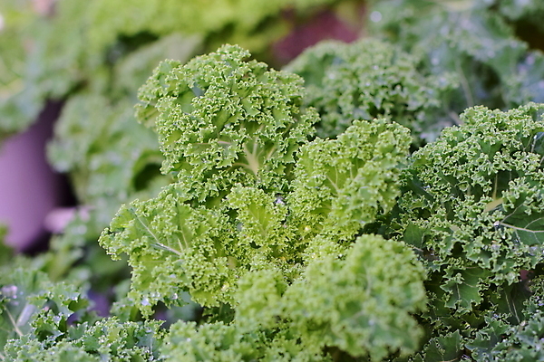 포토 JPG 해외이미지 식물 계절 음식 잎 겨울 농업 채소 자연 날씨 건강 사람없음 야외 초록색 정원 젖음 물방울 시골 닫기 원예 날것 케일 해외202309 해외포토 산업 컬러 모션 취미 생태계 파일형식