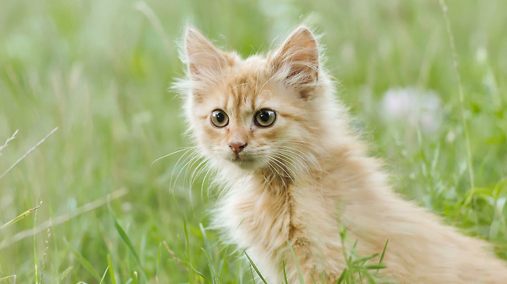 포토 JPG 해외이미지 나무 동물 1 응시 새끼 백그라운드 포유류 자연 주택 털 앉기 사람없음 빨간색 초록색 반려동물 컬러풀 햇빛 뷰티 노란색 귀여움 정원 맑음 고양이 신선 달콤 강아지 작음 호기심 얼룩무늬 생강 내추럴 해외202309 해외포토 식물 시선 감정 컬러 컨셉 무늬 채소 모션 날씨 건물 태양 개 맛 크기 생태계 파일형식