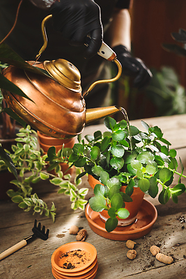 포토 JPG 해외이미지 식물 여자 꽃 화분 장갑 비즈니스 탁자 주전자 노동자 주택 실내 관리 취미 사람없음 내부 목재 물 금속 정원 앞치마 봄 놀이방 수확 시골 캔 보호 찻주전자 물주기 원예 고무 주인 분재 돌봄 방법 심기 온실 원예사 스타일 해외202309 해외포토 자연요소 나무 직업 잡화 계절 가구 컨셉 농업 재료 모션 재질 주방용품 사람 건물 파일형식