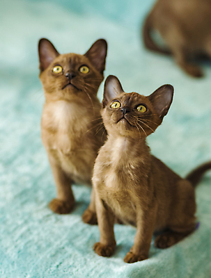 포토 JPG 해외이미지 앉기 사람없음 파란색 귀여움 고양이 해외202309 해외포토 컬러 컨셉 포유류 모션 반려동물 파일형식