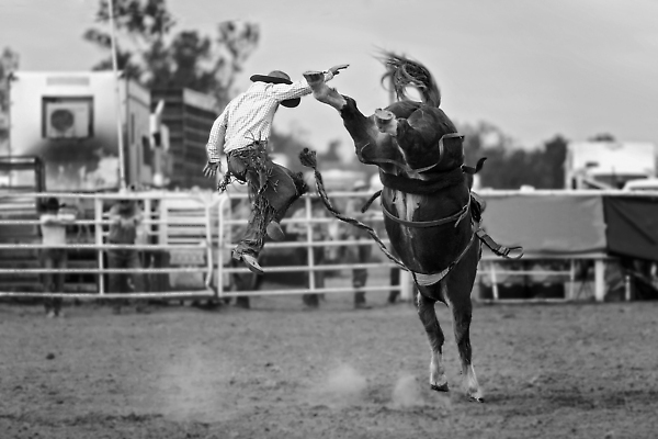포토 JPG 해외이미지 동물 남자 밧줄 스포츠 포즈 모션 부츠 이벤트 사람없음 달러 점프 가축 경쟁 경기장 공연 시골 자신감 거친 승마 카우보이 호주 승차 주식 위험 속도 먼지 안장 로데오 라이더 서쪽 어려움 오지 해외202309 해외포토 감정 줄 신발 컨셉 돈 스포츠시설 사람 금융 오세아니아 방향 파일형식