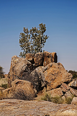 포토 JPG 해외이미지 나무 식물 얼굴 여행 백그라운드 잎 아프리카 자연 휴가 건조 사람없음 야외 초록색 환경 맑음 절벽 사막 황무지 보호 사파리 언덕 뿌리 탐사 서식지 무화과 내추럴 남아프리카 해외202309 해외포토 나라 컬러 컨셉 과일 날씨 신체부위 생태계 파일형식