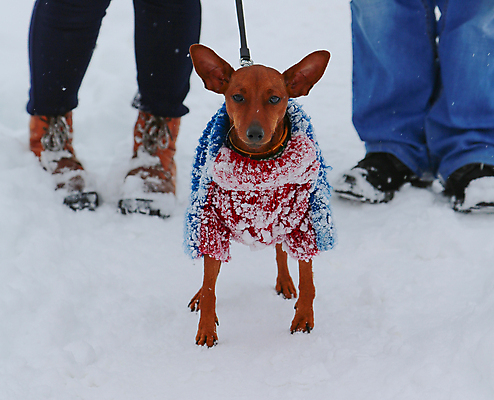 포토 JPG 해외이미지 겨울 사람 두명 설원 추위 하반신 강아지 목줄 주인 강아지옷 미니어처핀셔 해외202309 해외포토 계절 눈_날씨 반려동물 개 애견용품 파일형식 반려용품 핀셔