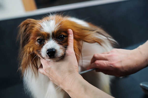 포토 JPG 해외이미지 손 신체부위 뷰티 귀여움 스패니얼 이발 빗질 다듬기 애견빗 해외202309 해외포토 컨셉 모션 사람 개 애견용품 파일형식