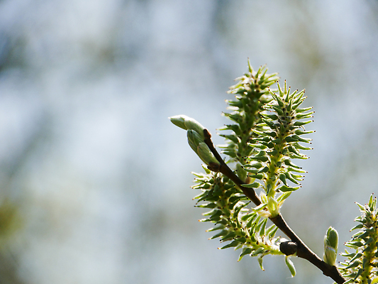 포토 JPG 해외이미지 나무 식물 계절 꽃 컨셉 잎 꽃무늬 자연 벽지 부활절 사람없음 야외 초록색 정원 봄 성장 벚꽃 나뭇가지 개화 소프트포커스 4월 버드나무 관목 질감 보케 부드러움 포도나무 나무껍질 솜털 일요일 생태학 회복 해외202309 해외포토 교육 기념일 컬러 무늬 촬영기법 껍질 감각 날짜 과일나무 생태계 요일 파일형식