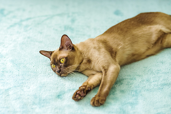 포토 JPG 해외이미지 사람없음 파란색 귀여움 고양이 해외202309 해외포토 컬러 컨셉 포유류 반려동물 파일형식