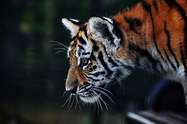 포토 JPG 해외이미지 동물 응시 공원 야생동물 새끼 여행 포유류 자연 휴가 털 종류 사람없음 뷰티 머리 고양이 줄무늬 아기 호랑이 위험 작음 큼 모피 사파리 육식동물 사냥꾼 멸종 내추럴 공격적 동물상 시베리아 전국 해외202309 해외포토 직업 시선 공공시설 컨셉 무늬 사람 신체부위 반려동물 조형물 크기 생태계 파일형식