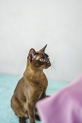 포토 JPG 해외이미지 사람없음 파란색 귀여움 고양이 해외202309 해외포토 컬러 컨셉 포유류 반려동물 파일형식