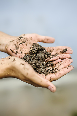 포토 JPG 해외이미지 나무 식물 1 손 계절 지구 음식 줄기 백그라운드 자연 새로움 사람 사람없음 야외 초록색 농장 새싹 환경 정원 어둠 흙 봄 성장 신선 업무 농부 작음 땅 뿌리기 먼지 내추럴 돌봄 땅바닥 모종 묘목 생태학 심기 옛날 파종 세련 해외202309 해외포토 직업 교육 컬러 컨셉 농업 모션 바닥 신체부위 농사 작업 크기 생태계 파일형식
