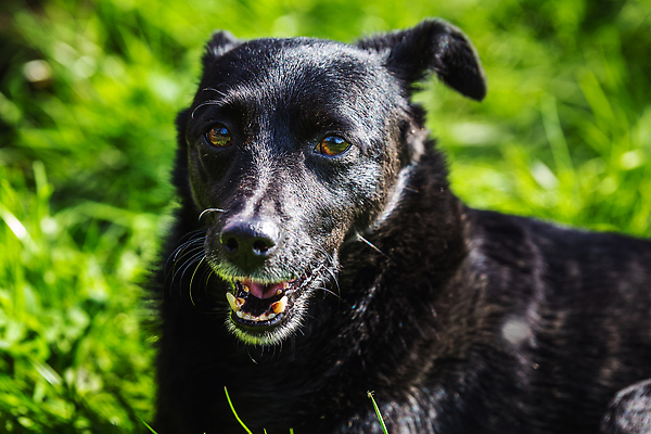 포토 JPG 해외이미지 동물 한마리 응시 공원 행복 얼굴 포유류 자연 휴식 털 사람없음 야외 초록색 반려동물 쌓기 검은색 가축 우정 개 강아지 모피 혀 사냥개 귀 위치 송곳니 기르기 동반자 벨로루시 유래 카피스페이스 순혈 해외202309 해외포토 1 시선 공공시설 감정 컬러 컨셉 모션 신체부위 친구 공백 입 치아 생태계 돌봄 파일형식