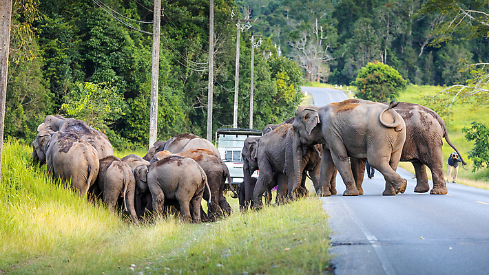 포토 JPG 해외이미지 동물 공원 아시아 도로 길 야생동물 선 여행 포유류 가족 태국 자연 코끼리 사람없음 야외 초록색 갈색 걷기 관찰 그룹 보호 군중 숲 위험 큼 열대우림 무거움 인구 전국 해외202309 해외포토 공공시설 나라 컬러 컨셉 관계 교통시설 모션 사람 무게 크기 생태계 파일형식